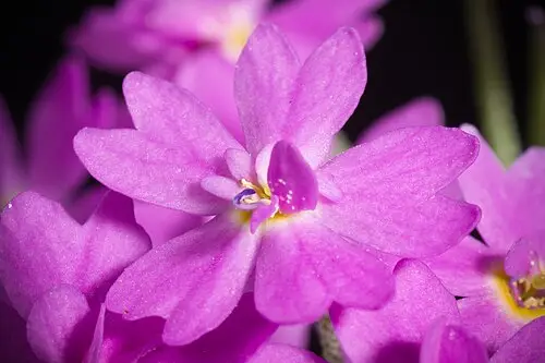 설앵초 (Primula modesta)