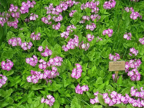 앵초 (Primula sieboldii)
