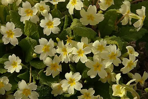 프림로즈 (Primula vulgaris)