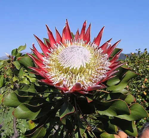 킹프로테아 (Protea cynaroides)