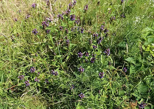 꿀풀 (Prunella vulgaris)