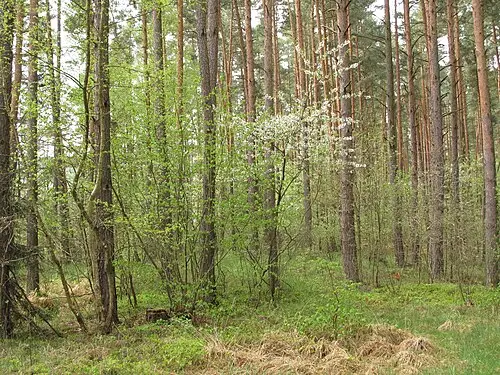 체리 (Prunus avium)