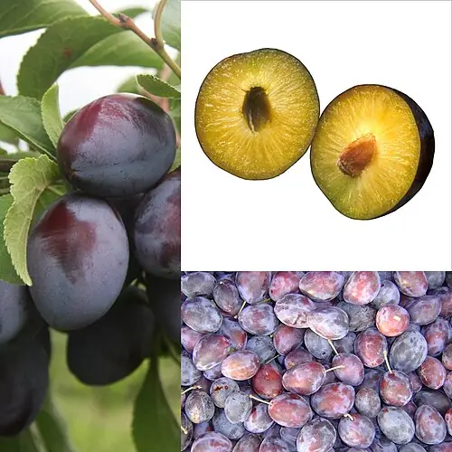 서양자두 (Prunus domestica)