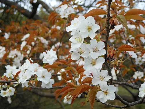 벚나무 (Prunus jamasakura)