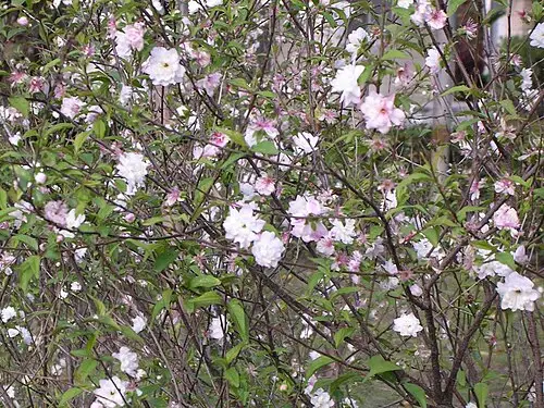 이스라지 (Prunus japonica)