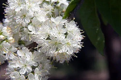 개벚지나무 (Prunus maackii)