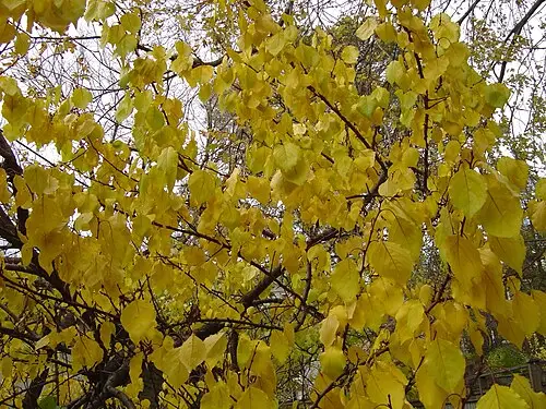 개살구나무 (Prunus mandshurica)
