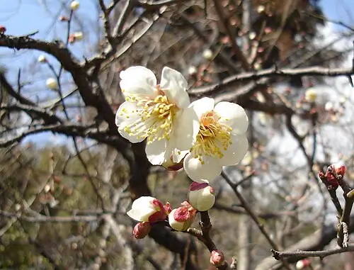 매실나무 (Prunus mume)