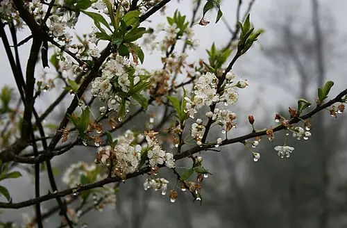 자두나무 (Prunus salicina)