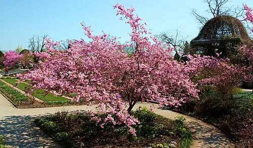 산벚나무 (Prunus sargentii)