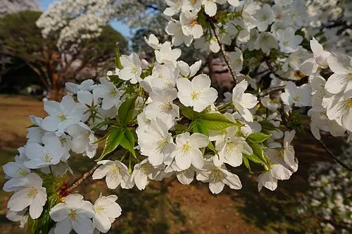 왜벚나무 (Prunus speciosa)
