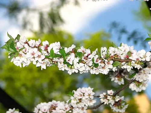 앵두나무 (Prunus tomentosa)
