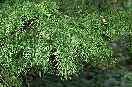 금전송 (Pseudolarix amabilis)