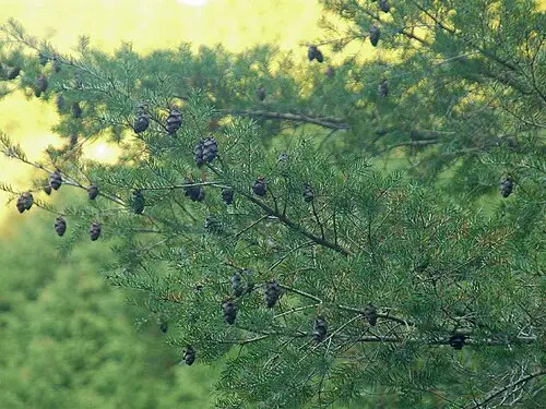 일본미송 (Pseudotsuga japonica)