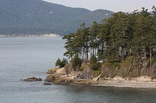 미송 (Pseudotsuga menziesii)