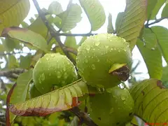 구아바
