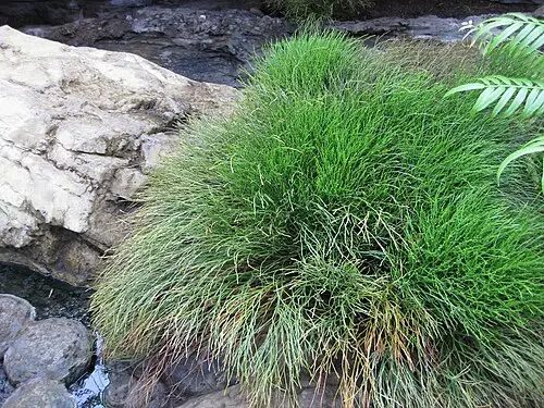 솔잎난 (Psilotum nudum)