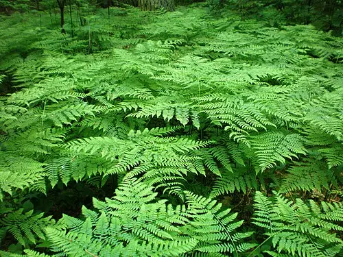 고사리 (Pteridium aquilinum)