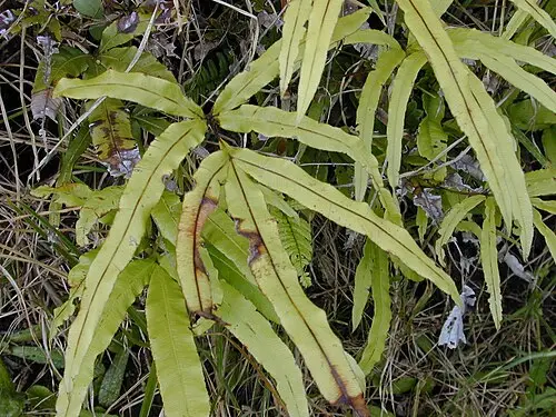 큰봉의꼬리 (Pteris cretica)
