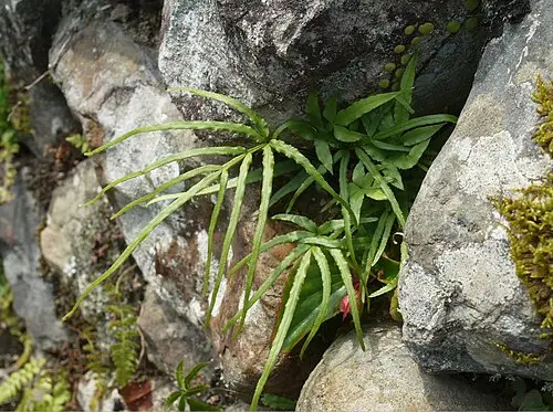 봉의꼬리 (Pteris multifida)