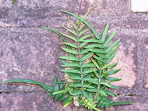 중국봉의꼬리 (Pteris vittata)