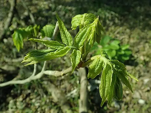 개굴피나무 (Pterocarya rhoifolia)