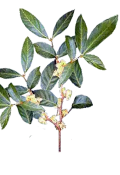 무이라푸아마 (Ptychopetalum olacoides)