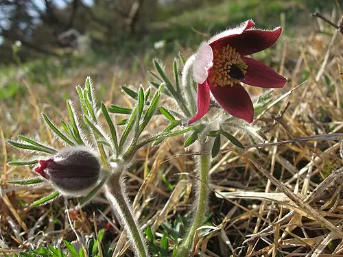 할미꽃 (Pulsatilla cernua)