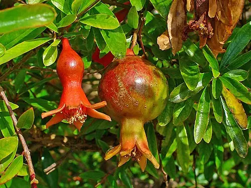 석류나무 (Punica granatum)