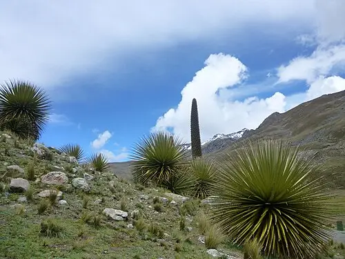 푸야 라이몬디 (Puya raimondii)