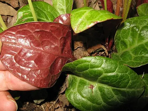 노루발 (Pyrola japonica)