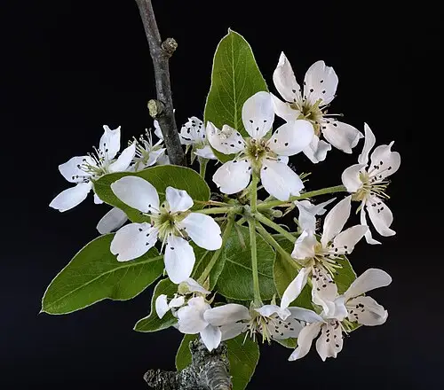 서양배 (Pyrus communis)