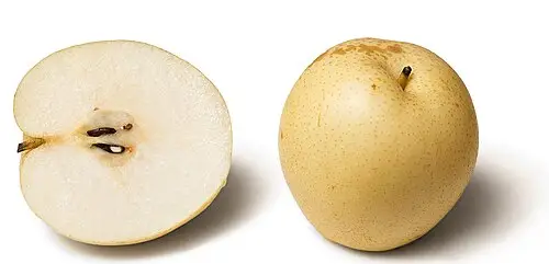 배나무 (Pyrus pyrifolia)