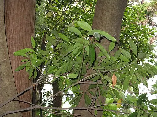 붉가시나무 (Quercus acuta)