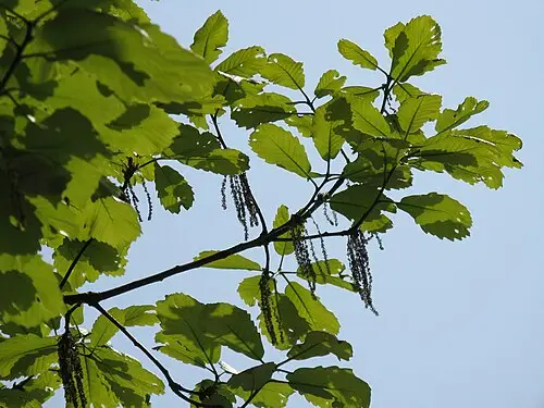 갈참나무 (Quercus aliena)