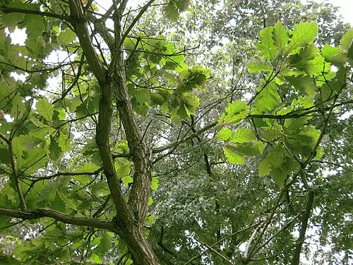 떡갈나무 (Quercus dentata)