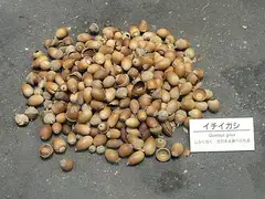 개가시나무