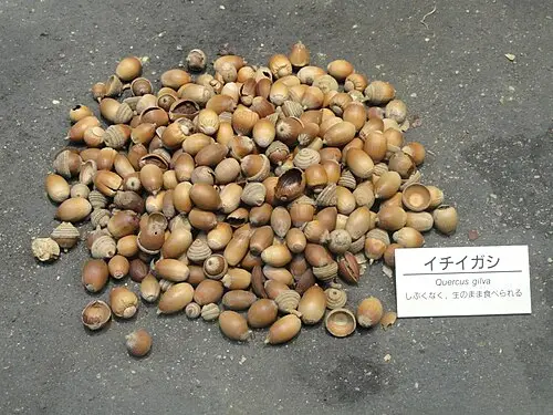 개가시나무 (Quercus gilva)