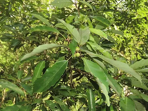 종가시나무 (Quercus glauca)