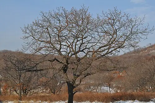 신갈나무 (Quercus mongolica)