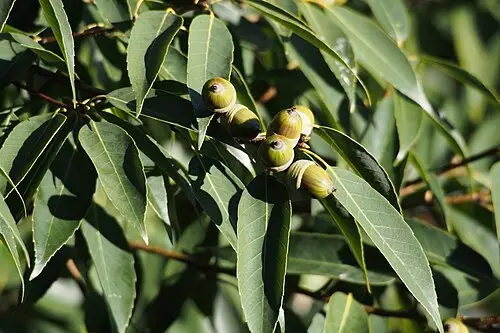 가시나무 (Quercus myrsinifolia)