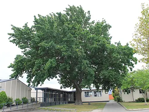 로부르참나무 (Quercus robur)