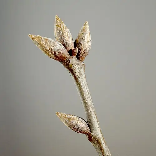 루브라참나무 (Quercus rubra)