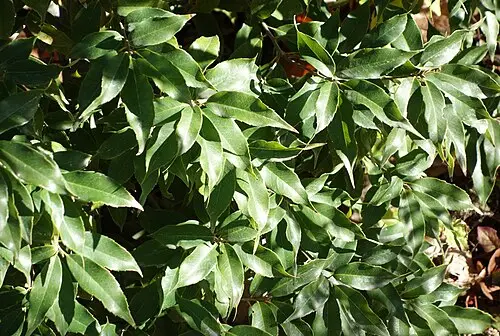 참가시나무 (Quercus salicina)