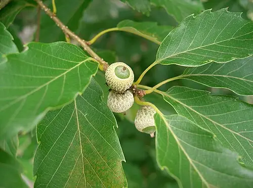 졸참나무 (Quercus serrata)