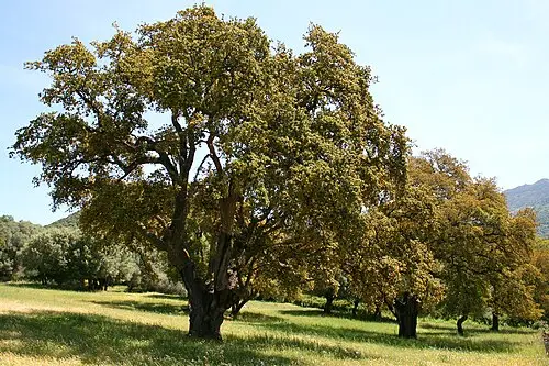 코르크참나무 (Quercus suber)