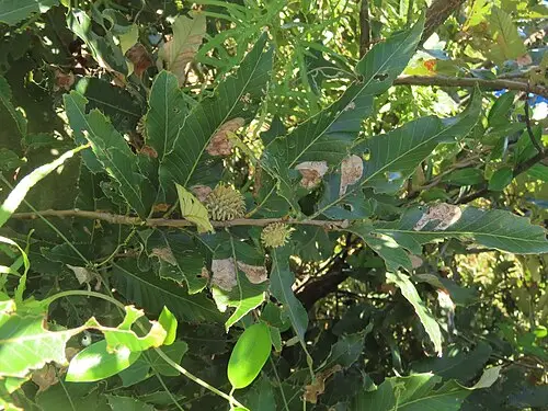 굴참나무 (Quercus variabilis)