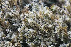 된서리이끼 (Racomitrium lanuginosum)