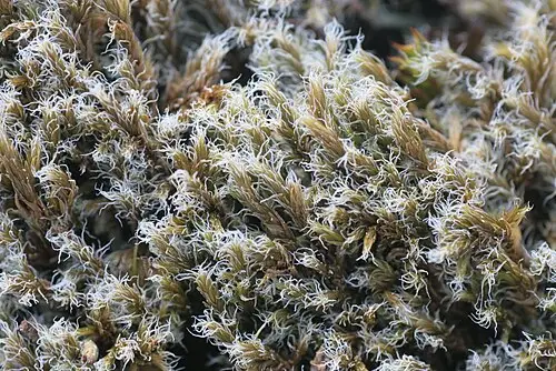 된서리이끼 (Racomitrium lanuginosum)
