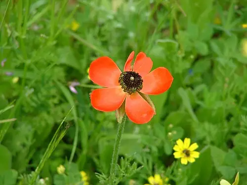 라넌큘러스 (Ranunculus asiaticus)